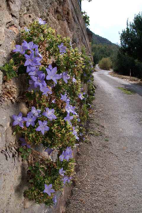 Campanula isophylla e C. fragilis subsp. cavolinii